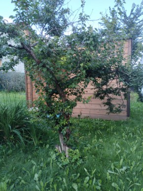Коллективный сад номер 7, участок 58 в Джанкое - dzhankoj.yutvil.ru - фото 28
